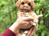 Şeker Malti̇poo Yavrularimiz