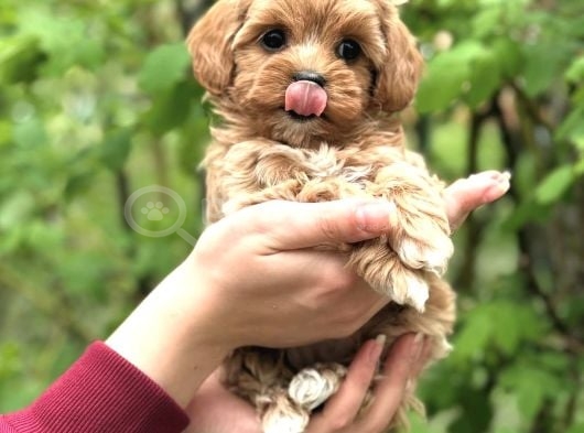 Şeker Malti̇poo Yavrularimiz görsel