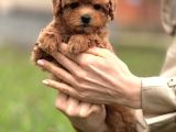 Toy Poodle Yavrumuz Luna