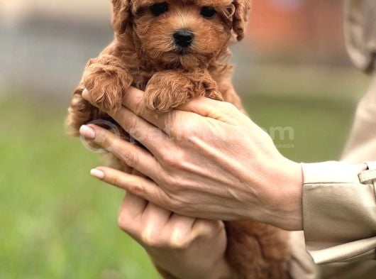 Toy Poodle Yavrumuz Luna görsel