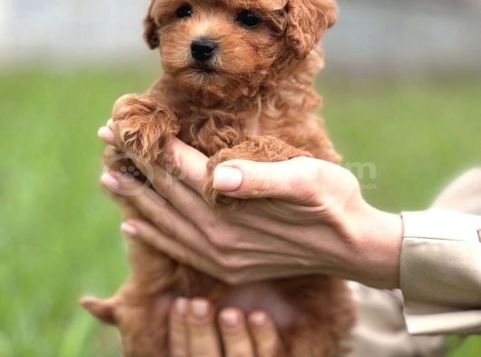 Toy Poodle Yavrumuz Luna görsel
