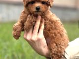 Toy Poodle Yavrumuz Luna