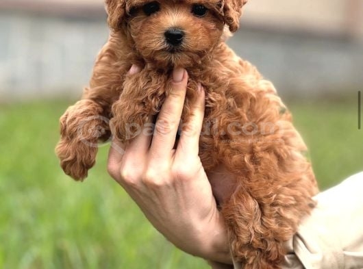 Toy Poodle Yavrumuz Luna