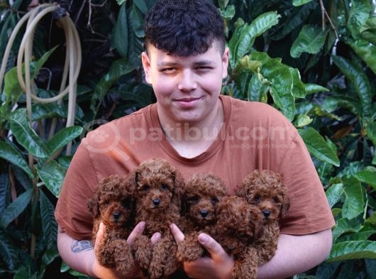 Toy Poodle Bebeklerimiz Irk Ve Sağlık Garantili