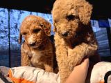 Dev Poodle Yavruları En Özel Yavrular