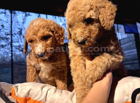 Dev Poodle Yavruları En Özel Yavrular görsel
