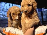 Dev Poodle Yavruları En Özel Yavrular