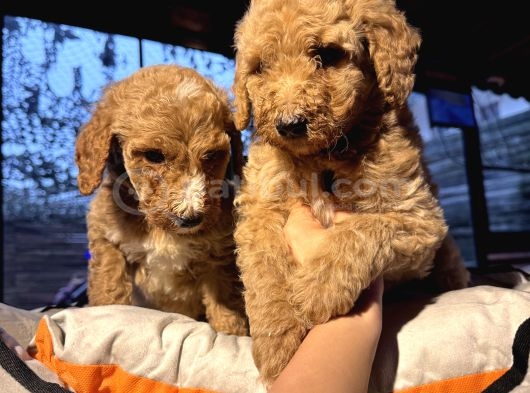 Dev Poodle Yavruları En Özel Yavrular görsel
