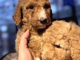 Dev Poodle Yavruları En Özel Yavrular