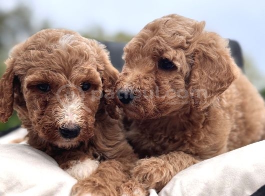 Dev Poodle Yavruları En Özel Yavrular görsel