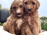Dev Poodle Yavruları En Özel Yavrular