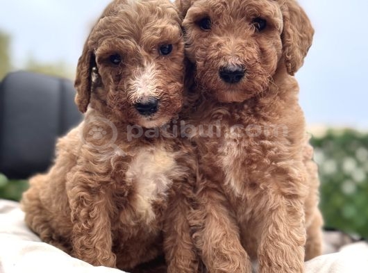 Dev Poodle Yavruları En Özel Yavrular görsel