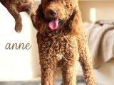 Dev Poodle Yavruları En Özel Yavrular