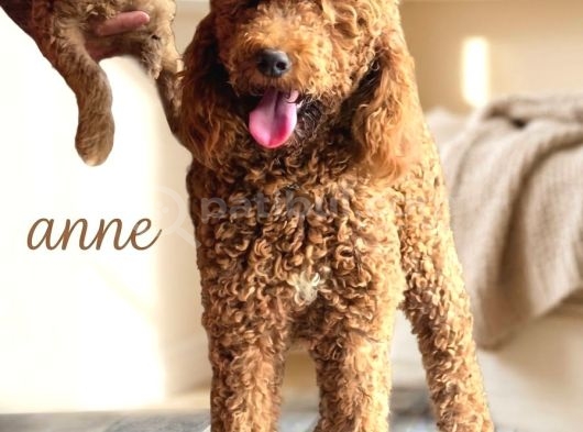 Dev Poodle Yavruları En Özel Yavrular