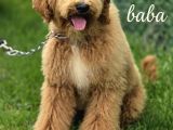 Dev Poodle Yavruları En Özel Yavrular