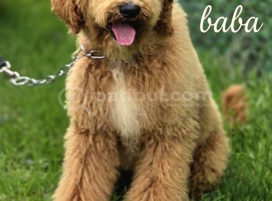 Dev Poodle Yavruları En Özel Yavrular görsel