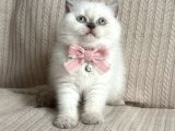 Kaliteli Silver Tabby-Blue Bebekler