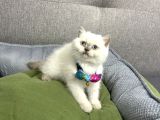 Kaliteli Silver Tabby-Blue Bebekler