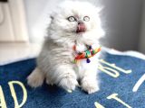Kaliteli Silver Tabby-Blue Bebekler