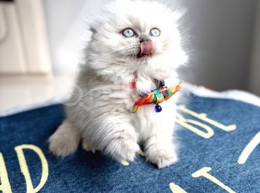 Kaliteli Silver Tabby-Blue Bebekler görsel