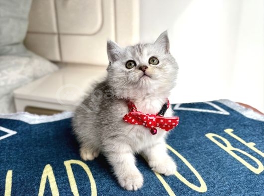 Kaliteli Silver Tabby-Blue Bebekler görsel