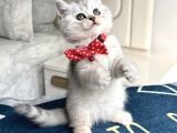 Kaliteli Silver Tabby-Blue Bebekler