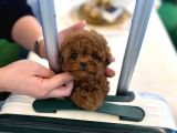 İrk Ve Sağlık Garantili Kore Poodle Bebekler