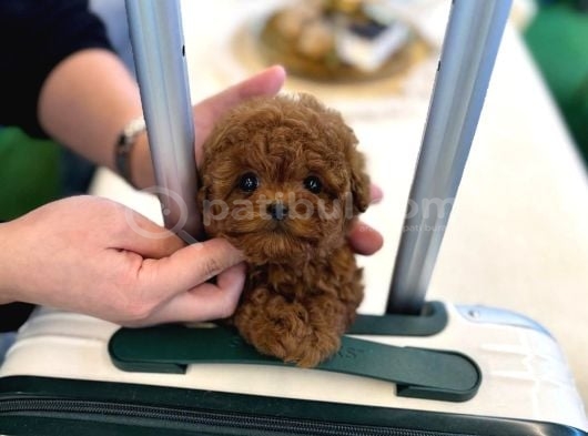 İrk Ve Sağlık Garantili Kore Poodle Bebekler