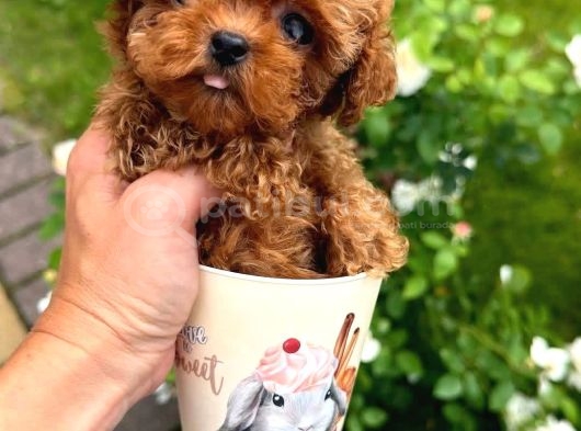 İrk Ve Sağlık Garantili Kore Poodle Bebekler görsel