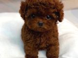 İrk Ve Sağlık Garantili Kore Poodle Bebekler