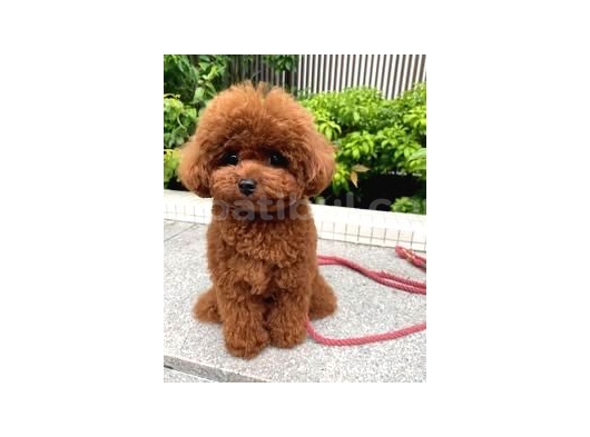 İrk Ve Sağlık Garantili Kore Poodle Bebekler görsel