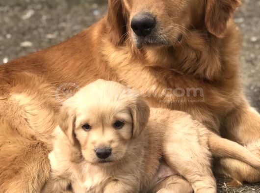 Golden Retriever görsel
