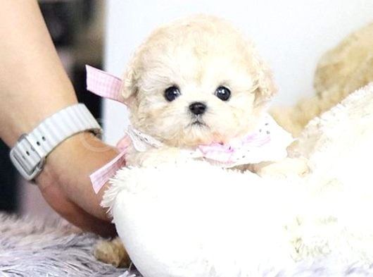 Sevimli Minyatür Kore Maltipoo Bebeklerimiz görsel