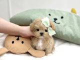Minyatür Kore Maltipoo Bebekler Eşsiz Güzellik