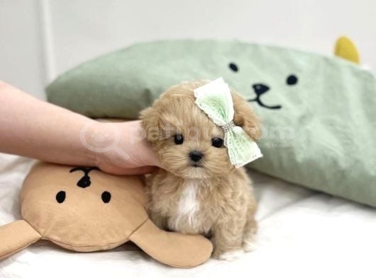 Sevimli Minyatür Kore Maltipoo Bebeklerimiz görsel