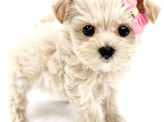 Minyatür Kore Maltipoo Bebekler Eşsiz Güzellik görsel
