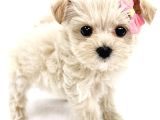 Sevimli Minyatür Kore Maltipoo Bebeklerimiz