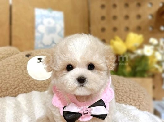Kore Tipi Minyatür Maltipoo Bebekler Eşsiz Güzellik görsel