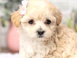 Kore Tipi Minyatür Maltipoo Bebekler Eşsiz Güzellik