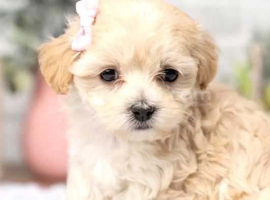 Minyatür Kore Maltipoo Bebekler Eşsiz Güzellik görsel