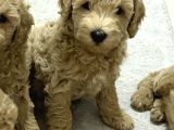 Tekirdağ Toy Poodle Yavrumuz Yeni Yuvasını Arıyor