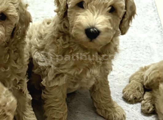 Tekirdağ Toy Poodle Yavrumuz Yeni Yuvasını Arıyor
