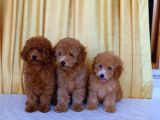 2 Aylık Toy Poodle Yavruları