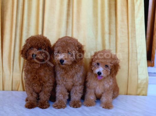 2 Aylık Toy Poodle Yavruları