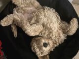 Tekirdağ Toy Poodle Yavrumuz Yeni Yuvasını Arıyor