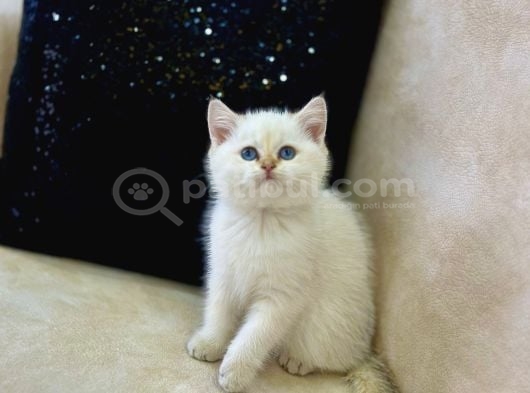 A Kali̇te Safkan Bri̇ti̇sh Shorthai̇r Goldenpoi̇nt Di̇şi̇ görsel