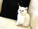 A Kali̇te Safkan Bri̇ti̇sh Shorthai̇r Goldenpoi̇nt Di̇şi̇