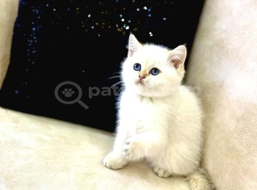 A Kali̇te Safkan Bri̇ti̇sh Shorthai̇r Goldenpoi̇nt Di̇şi̇ görsel