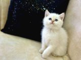 A Kali̇te Safkan Bri̇ti̇sh Shorthai̇r Goldenpoi̇nt Di̇şi̇