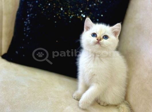 A Kali̇te Safkan Bri̇ti̇sh Shorthai̇r Goldenpoi̇nt Di̇şi̇ görsel